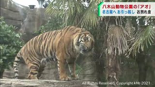 仙台市八木山動物公園のスマトラトラが名古屋市の動植物園に引っ越し（20211210OA)