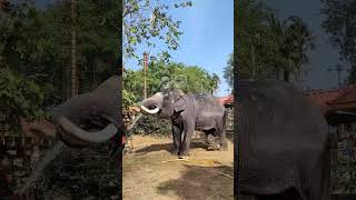 538)Panakkal Neelakandan ❤️