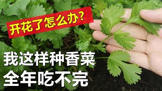 种香菜, 全年吃不完, 开花了怎么办？How to grow lots of cilantro