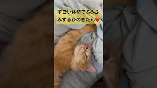 すごい体勢でふみふみする子猫が可愛すぎた❤️#shorts #子猫 #ふみふみ