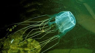 Jellyfish 101 | Nat Geo Wild