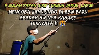 Mencoba JAMURINDO di Papan Sirip Berjamur RBW 9 bulan