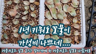 1년 키워도 여전히 꼬물이...진짜 가성비 나쁜 잎꽂이 키우기~ 그래도 사랑스럽고 예쁜 러블리로즈 잎꽂이! 한 달 전에 잎꼬한 러블리로즈, 자구가 뽕!