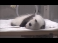 2015 ジャイアントパンダの赤ちゃん☆桃浜ちゃん♪　giant panda baby ☆touhin