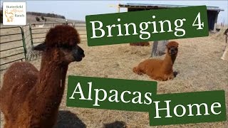 Bringing 4 Alpacas Home