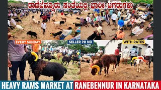 Ranebennur Sheep Market Heavy Rams Livestock Market in Karnataka | Deccani, Kenguri \u0026 Mouli Sheeps