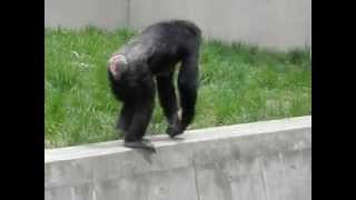 Mother chimpanzee eat something：何かを食べる母親チンパンジー