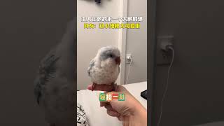 主人让鹦鹉来一个大鹏展翅 网友：肥鸡举手！这小翅根太可爱啦！#parrot #birds #cute ｜China Today 中国头条