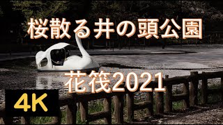 桜散る井の頭公園・花筏2021