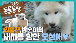 떨어져사는 새끼를 보기 위해 매일 달리는 삼순이 I TV동물농장 (Animal Farm) | SBS Story