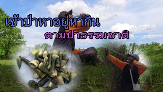 เข้าป่าหาอยู่หากินคือเก่า//ເຂົ້າປ່າຫາຢູ່ຫາກິນຄືເກົ່າ @บ่าวคําม่วน1980