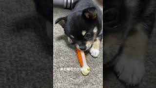 生後2ヶ月の柴チワのぺろちゃん🐶まだ噛む力が弱いです🐶