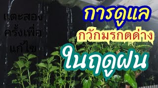 การดูแลกวักมรกตด่างในฤดูฝน#กวักมรกตด่าง#รากเน่า