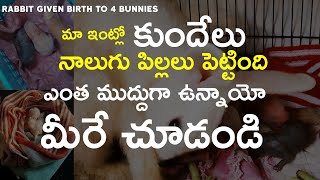 కుందేలు పిల్లలు చూడండి ఎంత ముద్దొస్తున్నాయో || RABBIT GIVEN BIRTH TO 4 BUNNIES