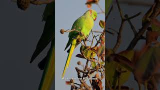 Whistle, squawk, repeat! Meet the talkative Rose-ringed Parakeet. #birds_captures #viralbirds