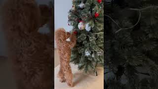 【トイプードル】クリスマスツリーの飾り付けを狙うイヌ #shorts #short #shortvideo #dog #youtubeshorts #いぬ #toypoodle #トイプードル