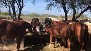 RANCHOLAROSA. YEGUAS EN EL COMEDERO#CUARTODEMILLA#APPALOOSA#PINTO