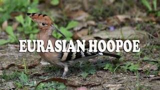 Eurasian hoopoe #Common Hoopoe - Indian Woodpecker