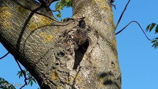 У дуплі шпаків / In the nest of European Starlings