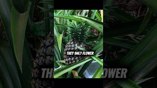 The Truth About Growing Pineapple