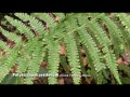 polystichum setiferum