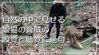 驚きの聴覚で裏山ではぐれた妹猫の存在に気付く姉猫