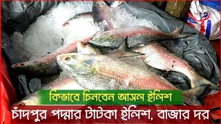 অরজিনাল চাঁদপুর পদ্মা নদীর ইলিশ মাছ | chandpur ilish price, 9 October 2024