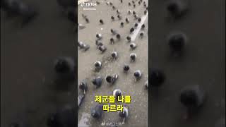 제군들 나를 따르라