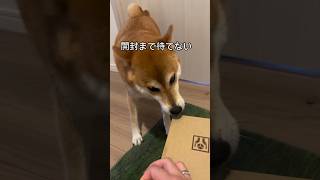 ご飯が届いたらから喜ぶ犬が可愛すぎる💕毎回同じもので毎回喜ぶ🐶　#柴犬　#犬　#かわいい #癒し　#shorts