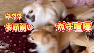 チワワ多頭飼いガチ喧嘩！！