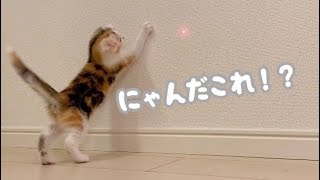 初めてのレーザーポインターに大興奮の子猫が可愛い。【スコティッシュフォールド】