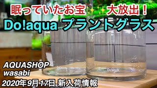 激レア！お宝ADA商品登場！AQUASHOP wasabi ２０２０年９月１７日新入荷情報 ネイチャーアクアリウム水草水槽立ち上げ初心者、パルダリウム、グラスアクアリウム、コケリウムボトルアクアリウム