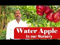 Water Apple in our nursery II நம்ம நர்சரி இல் உள்ள நீர்க்குமளி செடிகள்