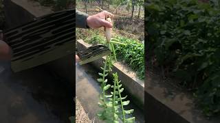 解壓！沈浸式砍蘿蔔葉子Decompression! Immersion chopping radish leaves #countryside #田園生活 #whitenoise #解压 #白噪音