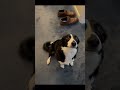 border collie howling dog howl funny talking pet fyp puppy