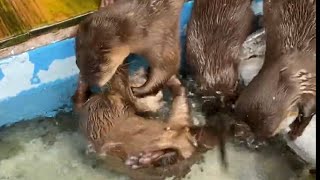 カワウソの王子パパがご飯の食べ残り食べ水を飲むとみんなが集まってきたね🎶桂浜水族館にて2022年5月