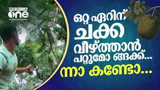 ഒറ്റ ഏറിന് ചക്ക വീഴ്ത്താൻ പറ്റുമോ ങ്ങക്ക് , ന്നാ കണ്ടോ ഒന്നല്ല, രണ്ടല്ല... നാല് ചക്ക