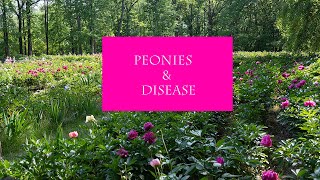 Diseases that affect peonies