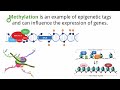 new 2025 exam ib biology d2.2 gene expression ahl interactive lecture