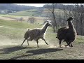 llamas fighting