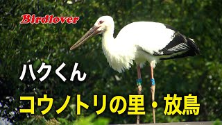 野田市こうのとりの里・今年放鳥された「ハク君」です