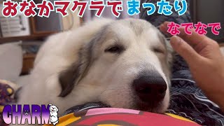 【おなかの上で】なでなでしてほしいナウシカママ【Great Pyrenees】