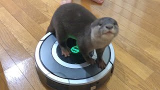 ロボット掃除機を初めて見たカワウソベルと見慣れたビンゴ｜Robot vacuum cleaner for otter Bingo \u0026 Belle