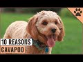 Top 10 Reasons Why You Should Get A Cavapoo | Dog World