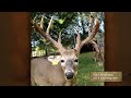 deer antler growth by day