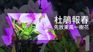 【CYBER 專題】花現靚校園〈杜鵑花〉｜淡江大學