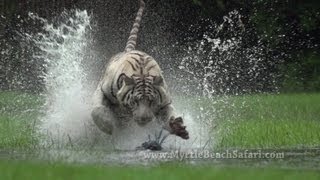 NEW!! TIGER RUN - Myrtle Beach Safari