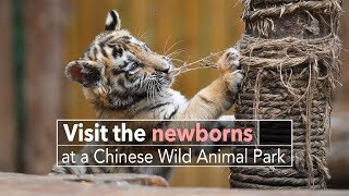 Live: Visit the newborns at a Chinese Wild Animal Park云南野生动物园迎来“婴儿潮”