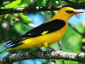 Canto de Oropéndola (Golden oriole song)