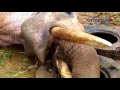 elephant sidda battling for life in ramanagara karnataka